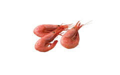 Crevette pandalus 90/120