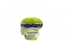 Salade lolo verte 1p (bel)