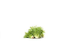 Salade endive frisée fine (bel)