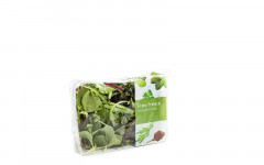 Salade mesclun caisse (ita)