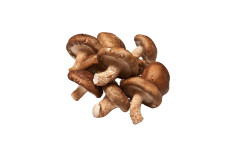 Shiitake