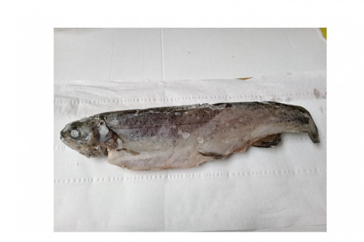 Truites entières sans arêtes 280-330gr